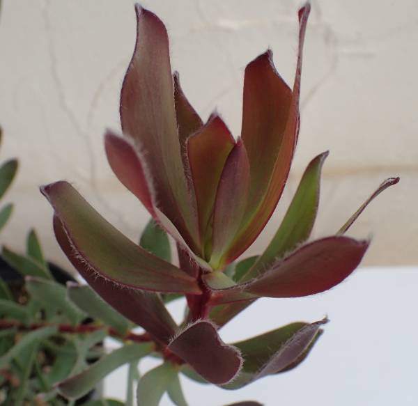リューカデンドロン:セニョリータ5号鉢植え