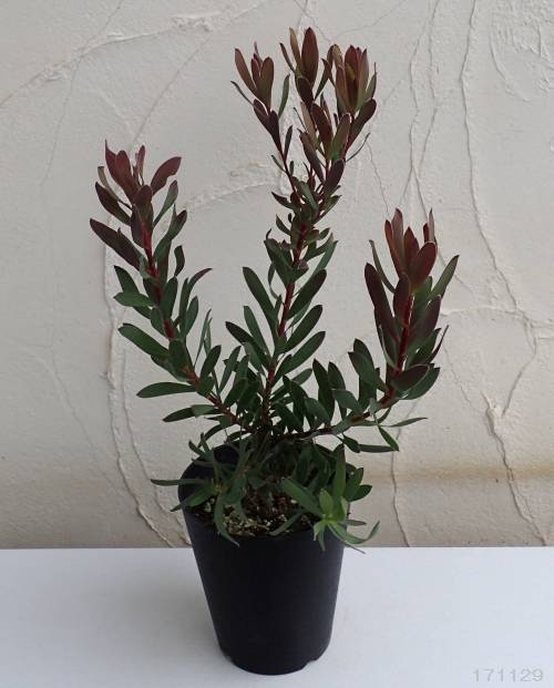 リューカデンドロン:セニョリータ5号鉢植え