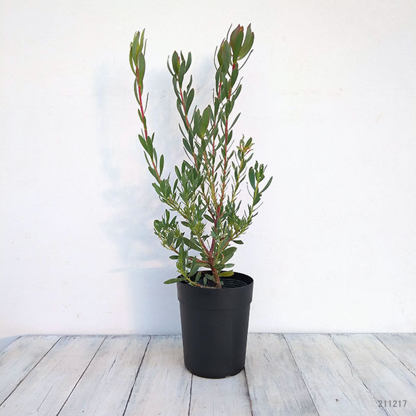 リューカデンドロン:セニョリータ5号鉢植え