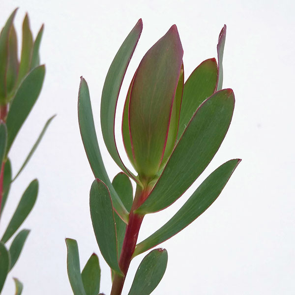 リューカデンドロン:セニョリータ5号鉢植え