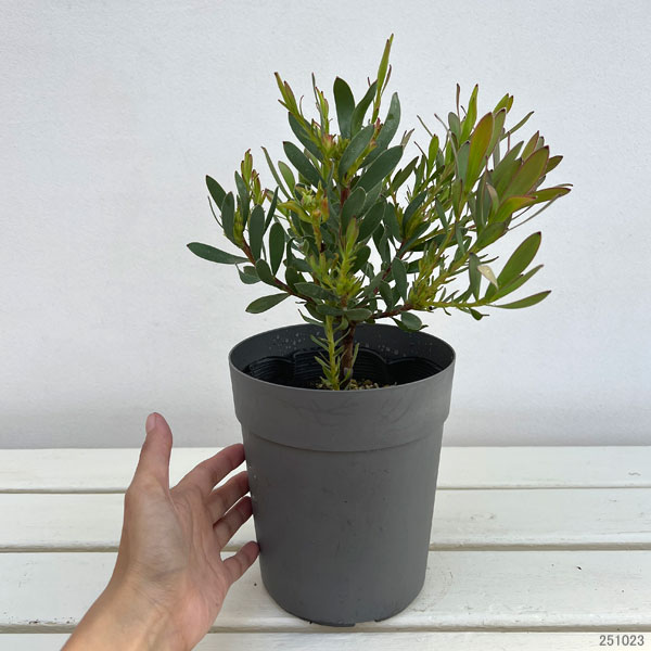 リューカデンドロン:セニョリータ5号鉢植え