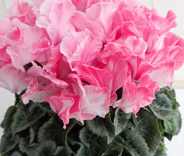 園芸ネット本店｜シクラメン：ミルキーガール4号鉢植え の通販【公式】