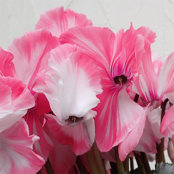 園芸ネット本店｜シクラメン：ミルキーガール4号鉢植え の通販【公式】