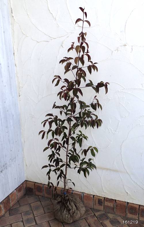 園芸ネット本店｜常緑ヤマボウシ：サマースカイツリー根巻き樹高1.2