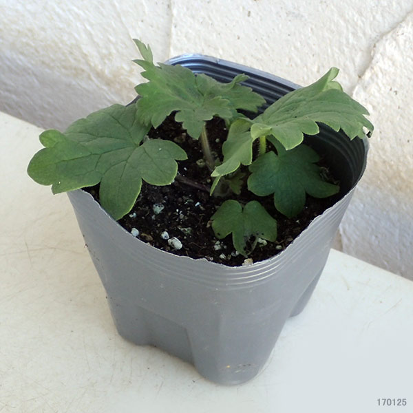 デルフィニウム：F1オーロラ モーヴ3.5号ポット