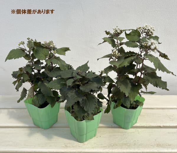 ユーパトリウム:チョコレート3号ポット