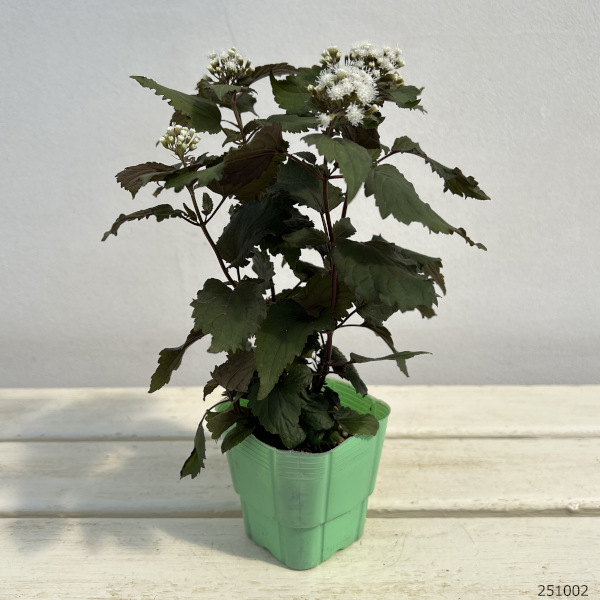 ユーパトリウム:チョコレート3号ポット