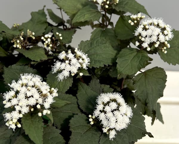 ユーパトリウム:チョコレート3号ポット