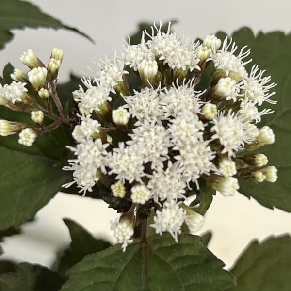 ユーパトリウム:チョコレート3号ポット