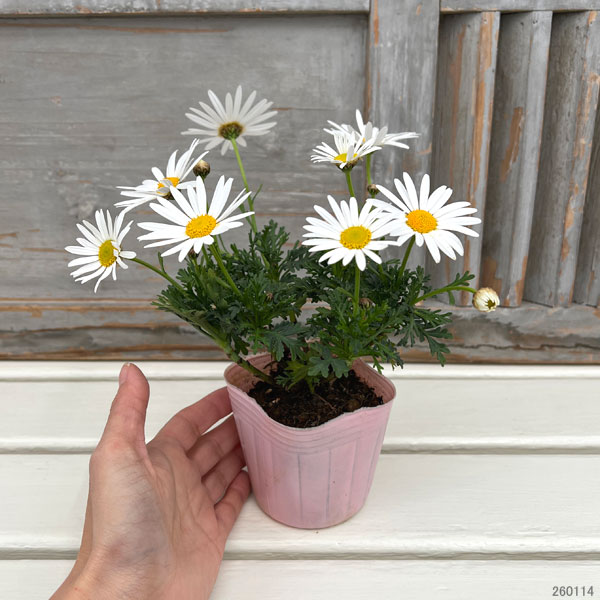 マーガレット:サワーリップル3号ポット