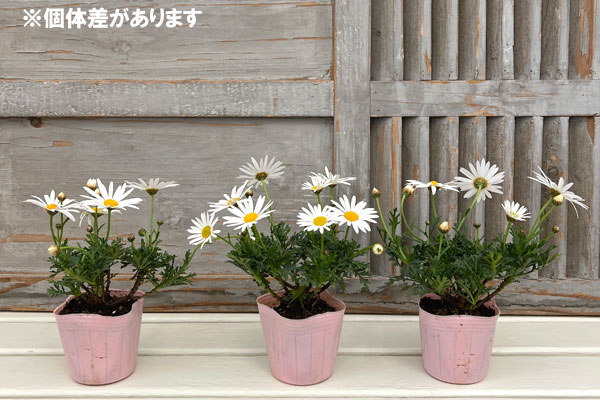 マーガレット:サワーリップル3号ポット