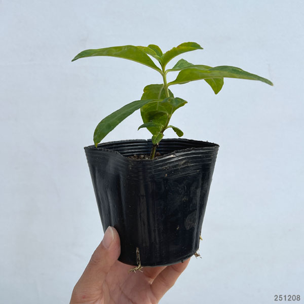 フロックス：デビット3.5号ポット