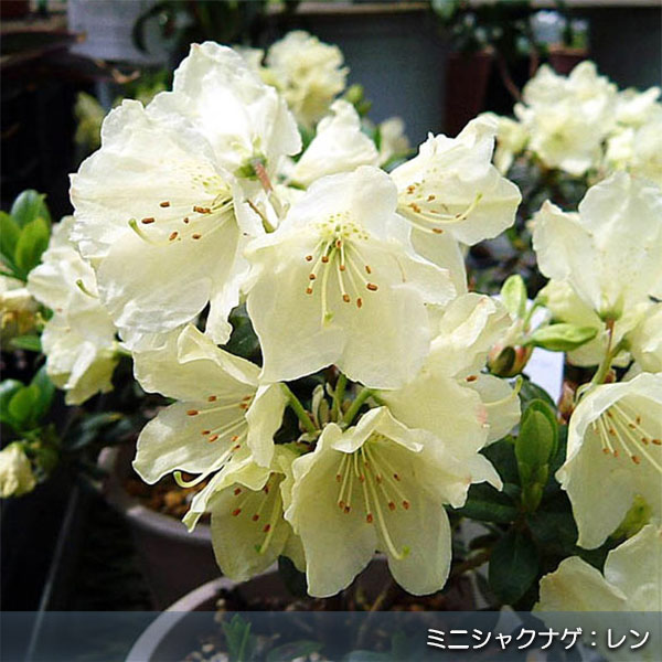 [送料無料]花を楽しむ小灌木10種セット・草の友3リットル付