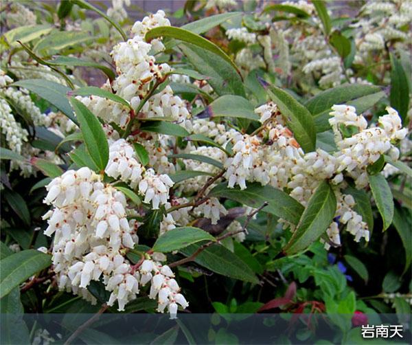 [送料無料]花を楽しむ小灌木10種セット・草の友3リットル付
