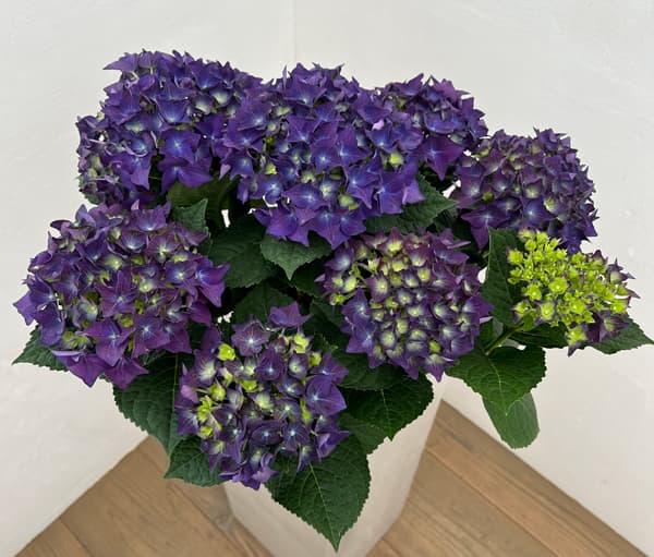 園芸ネット本店｜アジサイ：ディープパープル 5号鉢植え の通販【公式】