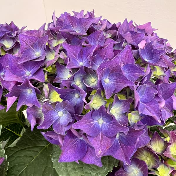 園芸ネット本店｜アジサイ：ディープパープル 5号鉢植え の通販【公式】