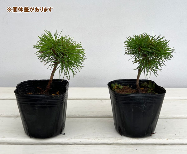 マツ：那須五葉松3号ポット
