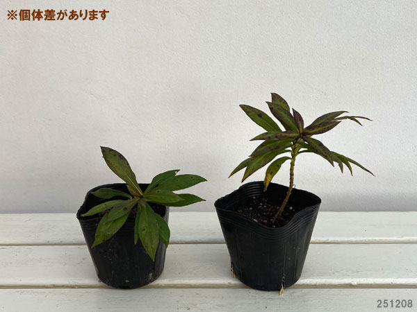 フロックス：クレオパトラ 3.5号ポット