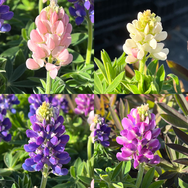 ルピナス：ピクシーデライトミックス3.5号ポット