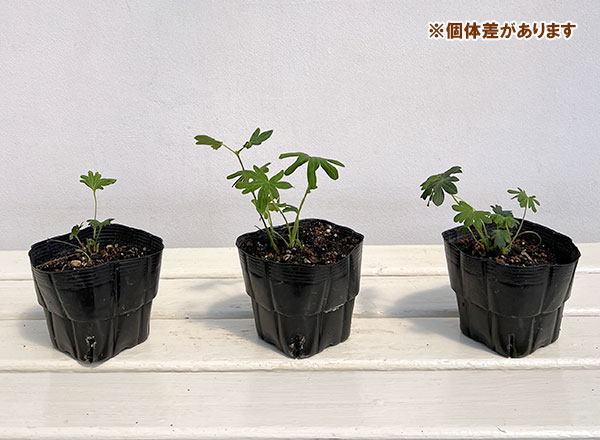ゲラニウム：サンギネウム  アルバ（ホワイト）3.5号ポット[5～9月頃開花　半日陰にも向く宿根草]