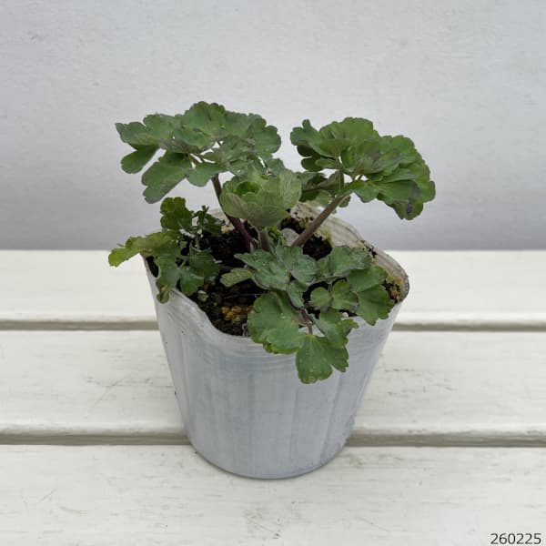 八重咲オダマキ：ピンクペチコート3.5号ポット 6株セット