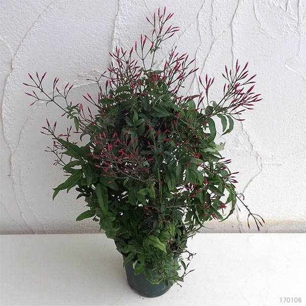 ハゴロモジャスミン（羽衣ジャスミン）4号鉢植え