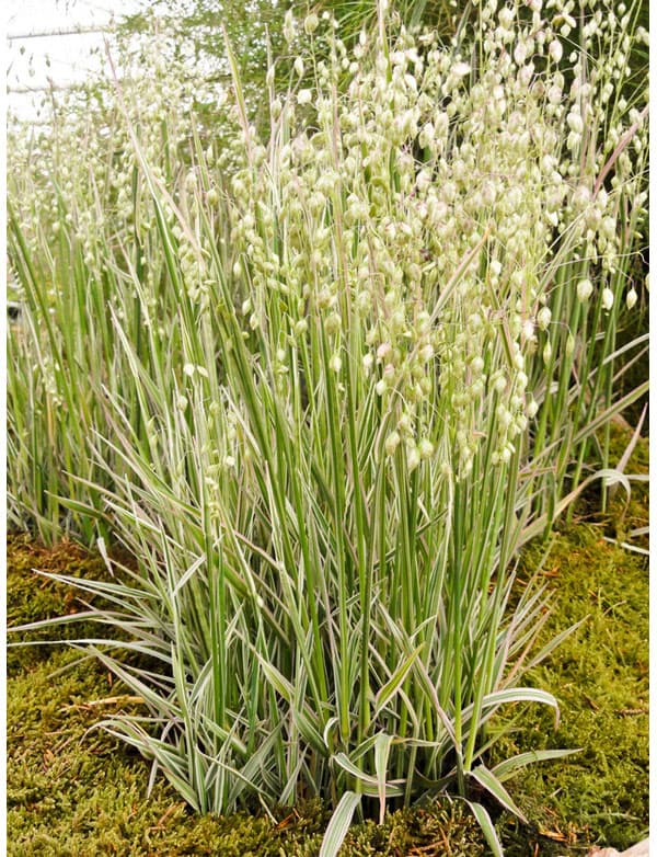 ブリザ メディア　ラッセルズ3号ポット