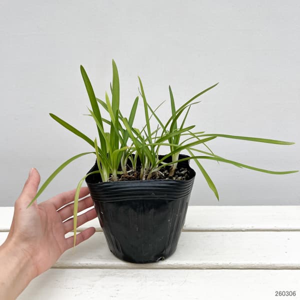 アガパンサス：リトルダッチホワイト5号ポット