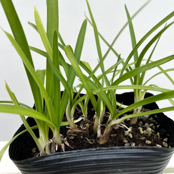 アガパンサス：リトルダッチホワイト5号ポット