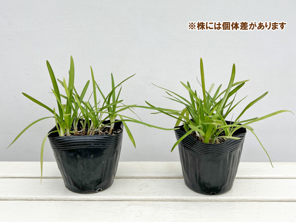 アガパンサス：リトルダッチホワイト5号ポット