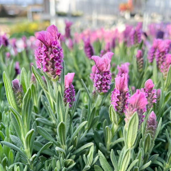 ラベンダー：ラヴェアンナ ピンクロリポップ3.5号ポット