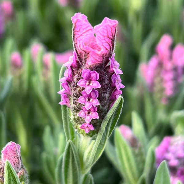 ラベンダー：ラヴェアンナ ピンクロリポップ3.5号ポット