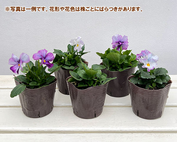 ビオラ:マイファニープリンセス3号ポット