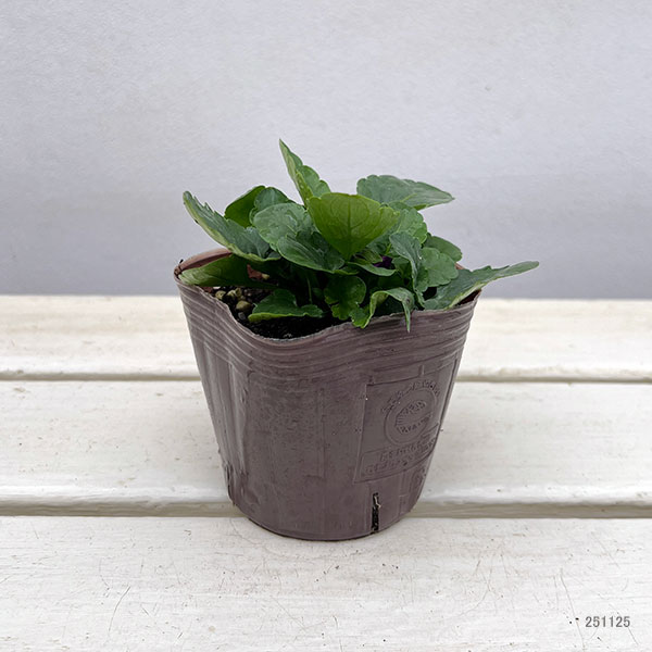 ビオラ:マイファニープリンセス3号ポット