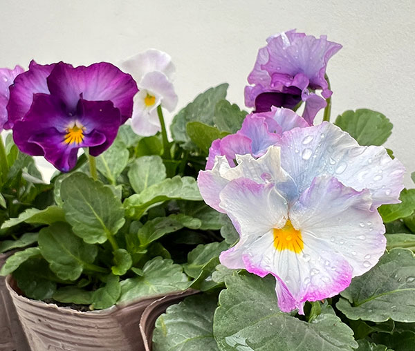 ビオラ:マイファニープリンセス3号ポット