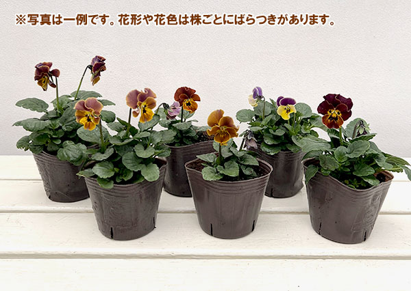 ビオラ:横浜セレクション8種セット