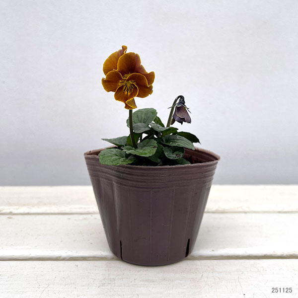 ビオラ:横浜セレクション8種セット