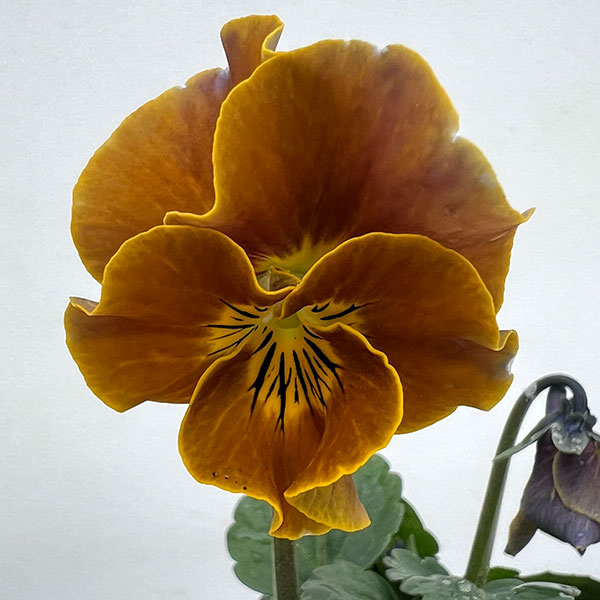 ビオラ:横浜セレクション8種セット