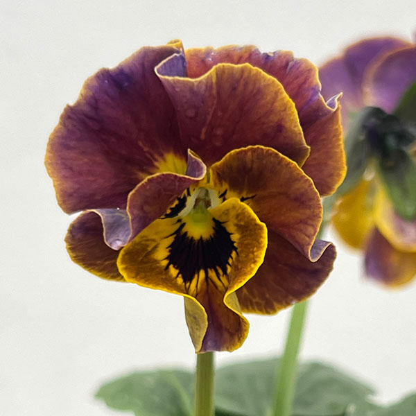 ビオラ:横浜セレクション8種セット