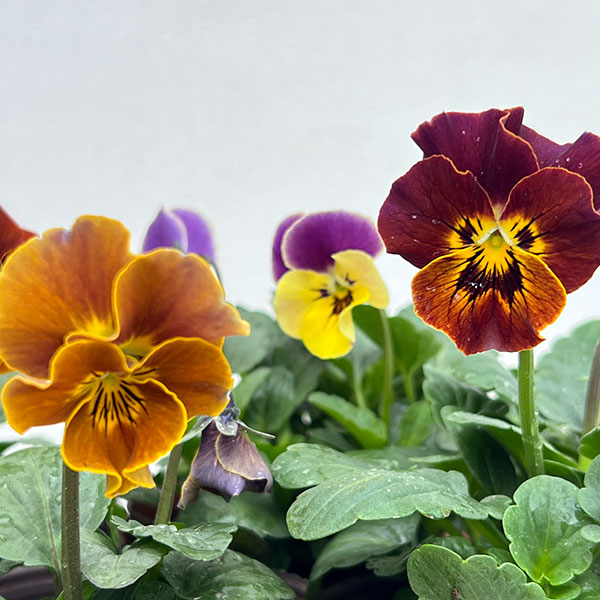 ビオラ:横浜セレクション8種セット