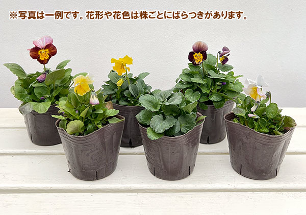 ビオラ:テレジアン3号ポット