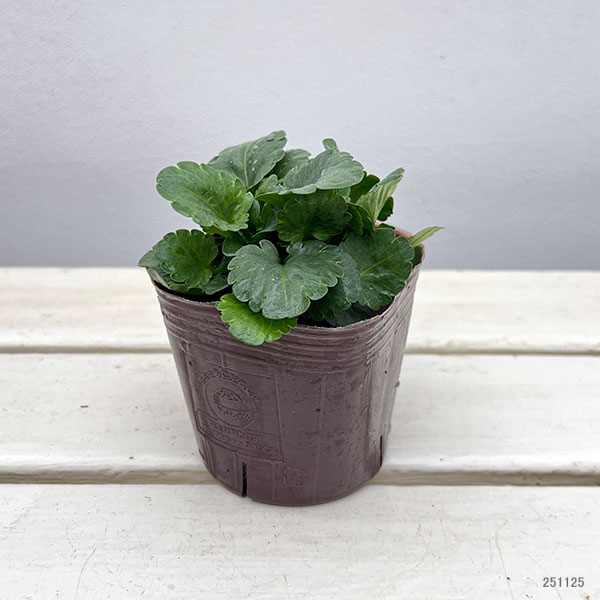 ビオラ:テレジアン3号ポット