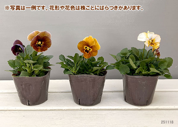 ビオラ:横浜セレクション8種セット