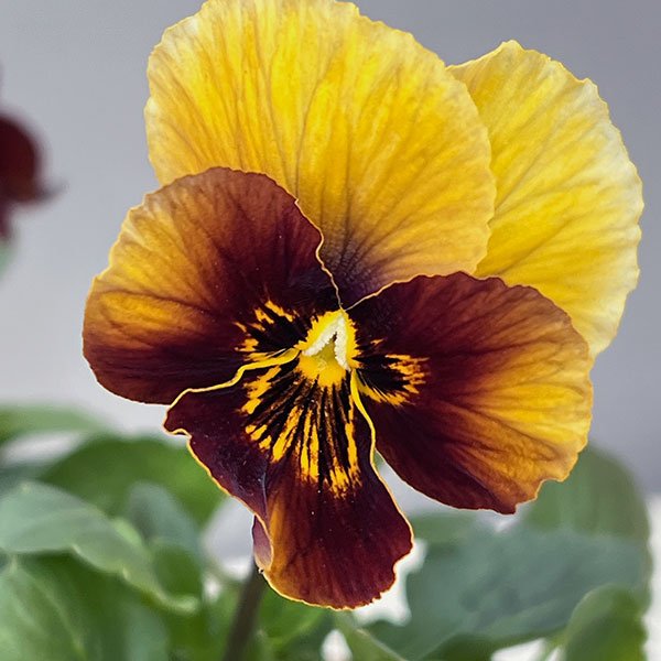 ビオラ:横浜セレクション8種セット