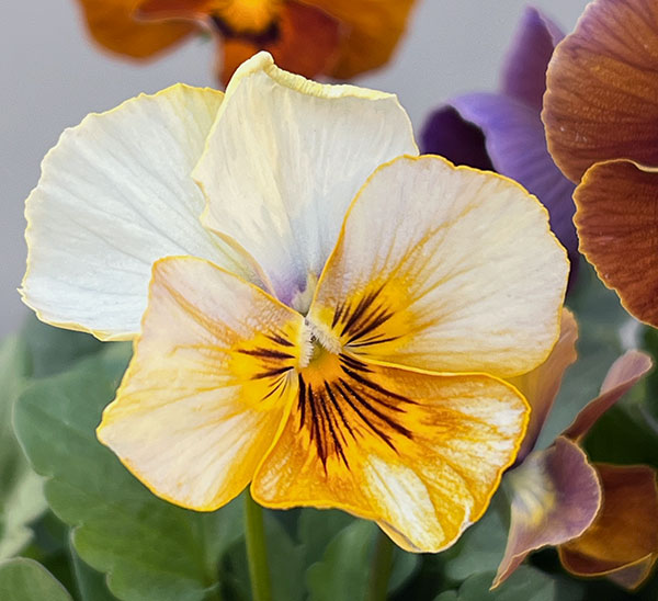 ビオラ:横浜セレクション8種セット