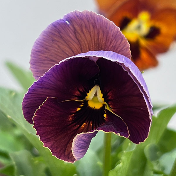 ビオラ:横浜セレクション8種セット