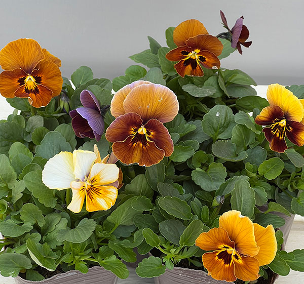 ビオラ:横浜セレクション8種セット