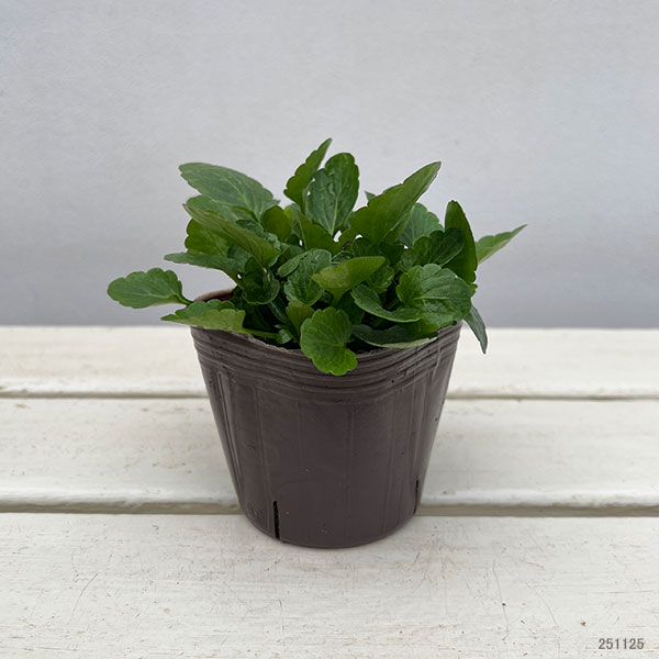 ビオラ:横浜セレクション8種セット