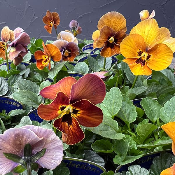 ビオラ:横浜セレクション8種セット