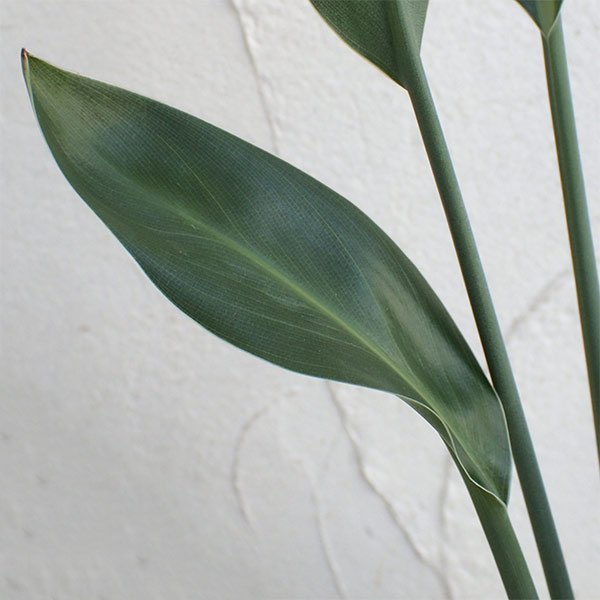 ストレリチア：ユンケア（ノンリーフ)4号